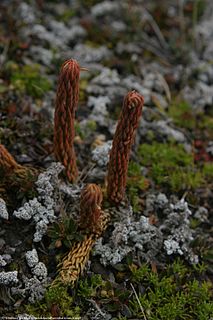 <i>Phlegmariurus crassus</i> Species of spore-bearing plant