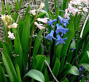 Kulturformer af Almindelig Hyacint (Hyacinthus orientalis).