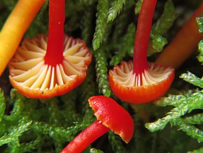 Popis obrázku Hygrocybe insipida (Tricholomataceae), Meijendel, Nizozemsko - 2.jpg.