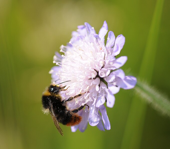 File:Hymenoptera sp (2).jpg