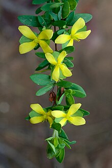 Hypericum hypericoides Arkansas.jpg