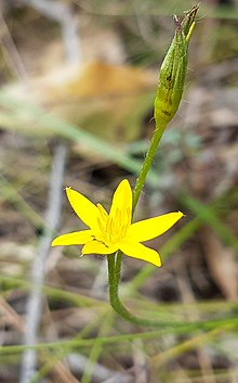 Hypoxis hygrometrica.jpg