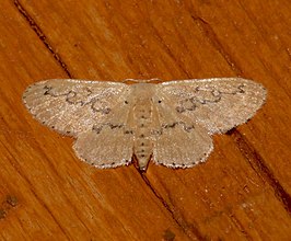 Idaea hilliata