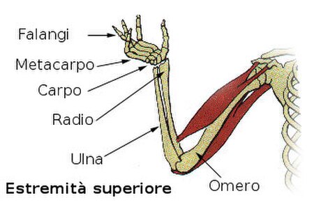 Ulna