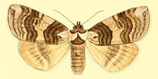 <i>Euthyatira semicircularis</i> Species of false owlet moth
