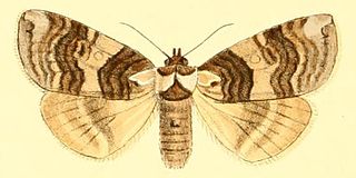 <i>Euthyatira semicircularis</i> species of insect