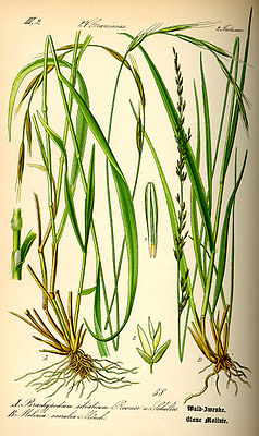 Illustration: Höger: Blått rörgräs (Molinia caerulea), vänster Brachypodium sylvaticum