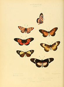 Иллюстрации новых видов экзотических бабочек Acræa I.jpg