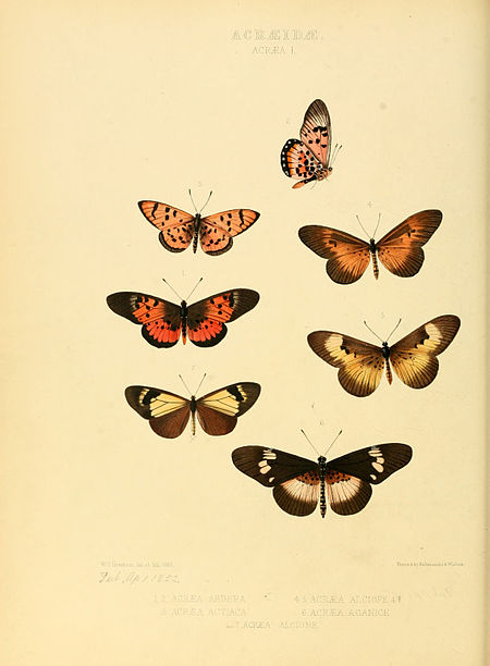 Acraea_nohara