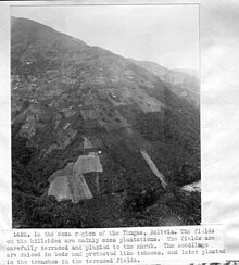 A coca plantation in the Yungas region of Bolivia in 1924 where historically cultivation had been done using slave labor. In the coca region of the Yungas, Bolivia. (5665325660).jpg