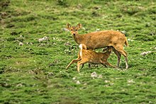 Female suckling calf in Kaziranga, India Indian Hog Deer.jpg