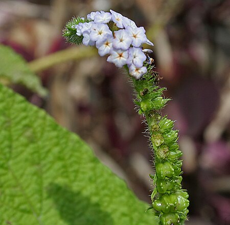 Indian Turnsole (Heliotropium indicum) W IMG 9746.jpg