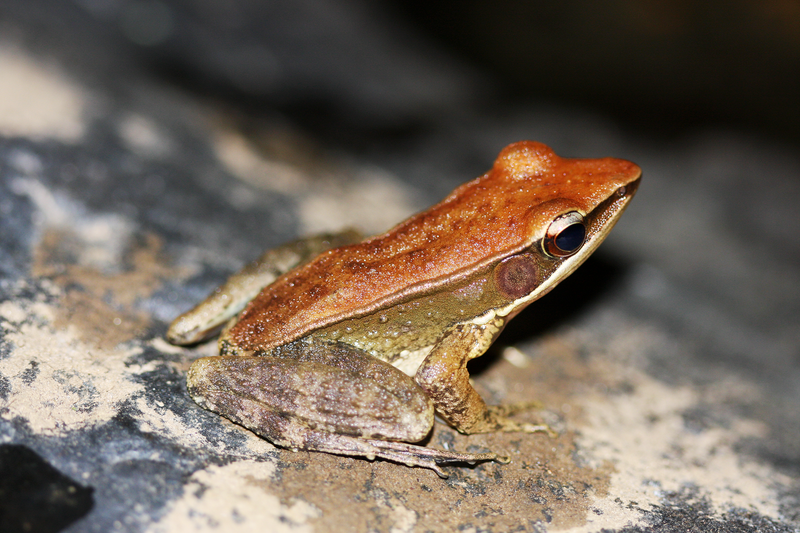 File:Indosylvirana temporalis by Shaunak Modi.png