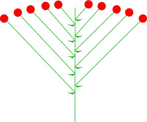 File:Inflorescences Corymb Kwiatostan BaldachGrono typu otwartego.svg