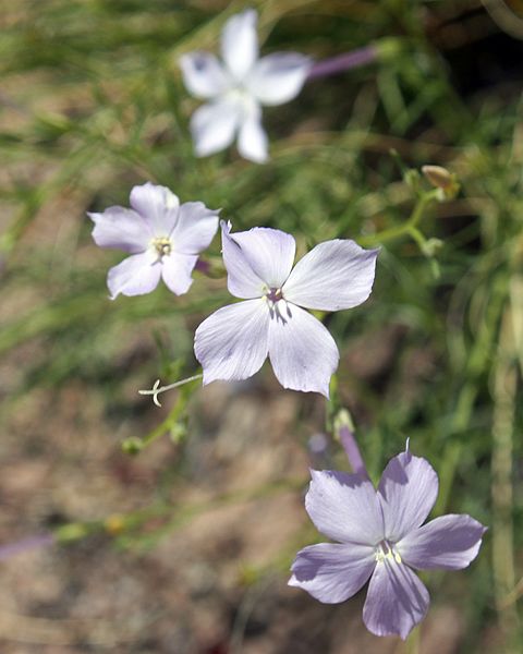 File:Ipomopsis longiflora flaxflowered ipomopsis.jpg