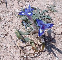 Iris sisyrinchium.jpg