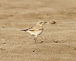 Isabelline Wheatear - male, non-breeding - Flickr - Lip Kee.jpg