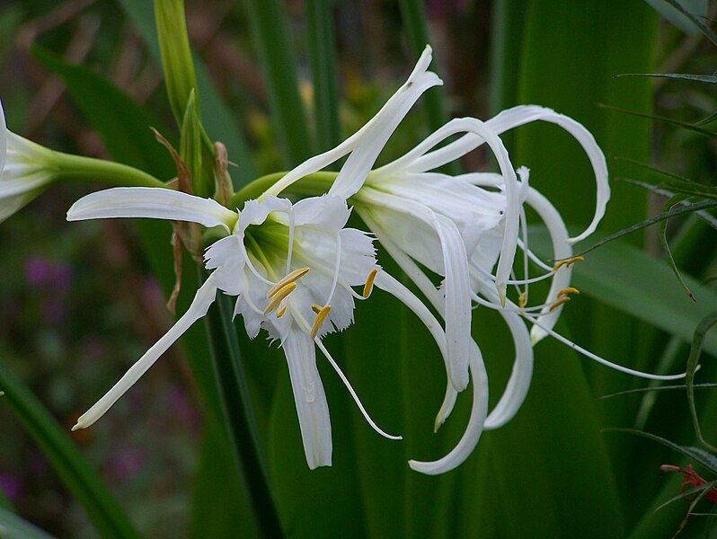 File:Ismene narcissiflora HOUTTE.JPG