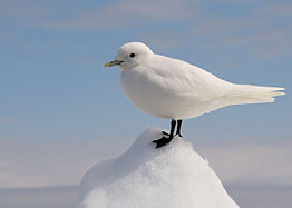 The ivory gull.