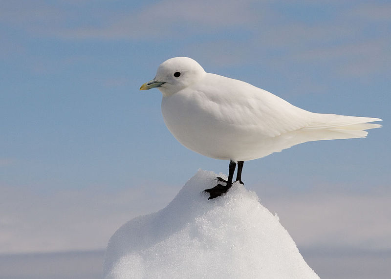 Tập tin:Ivory Gull Portrait.jpg