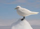 Ivory Gull Portrait.jpg