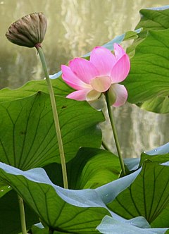 Jardim Japonês, Lotusland.jpg