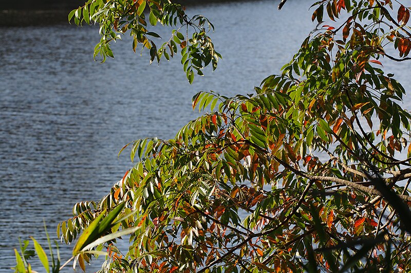 File:Japanese Wax Tree (Toxicodendron succedaneum) (22800903946).jpg