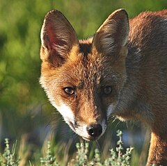 Category:Vulpes vulpes heads - Wikimedia Commons