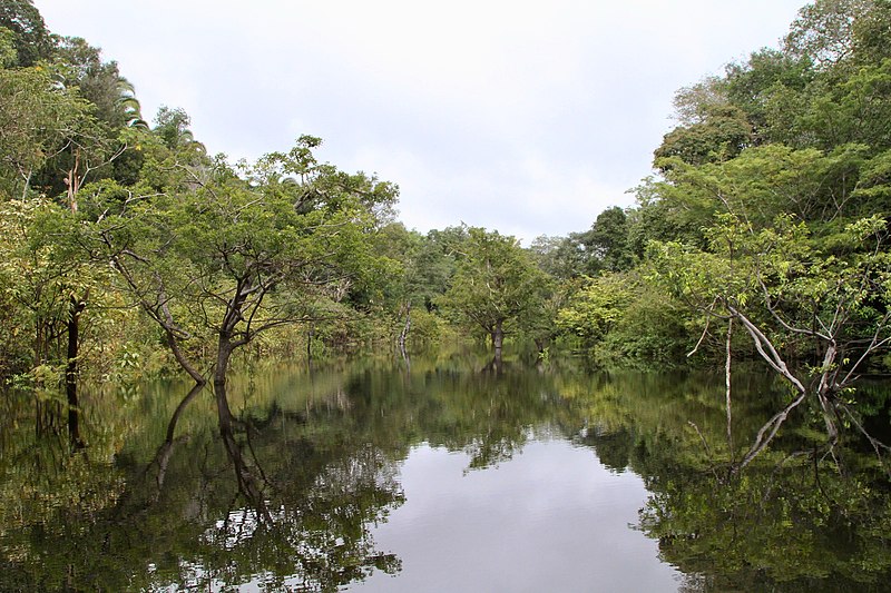 File:Juma River, Amazonas, Brazil.jpg