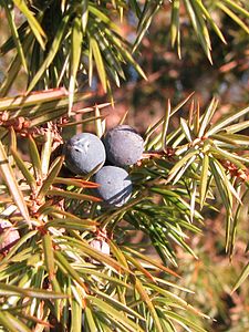 Jałowiec pospolity (Juniperus communis)