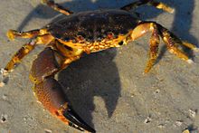 Crabe juvénile - Flickr - Andrea Westmoreland.jpg