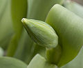 An unopened tulip bud, from my backyard. Photographed on April 6, 2007 in unincorporated Cook County, Illinois.