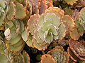 Kalanchoe fedtschenkoi