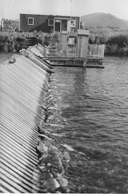 Karluk sungai Alaska melahirkan out pink salmon yang mati di Karluk sungai menghitung weir.jpg