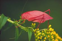 Mikrosentrum retinerve