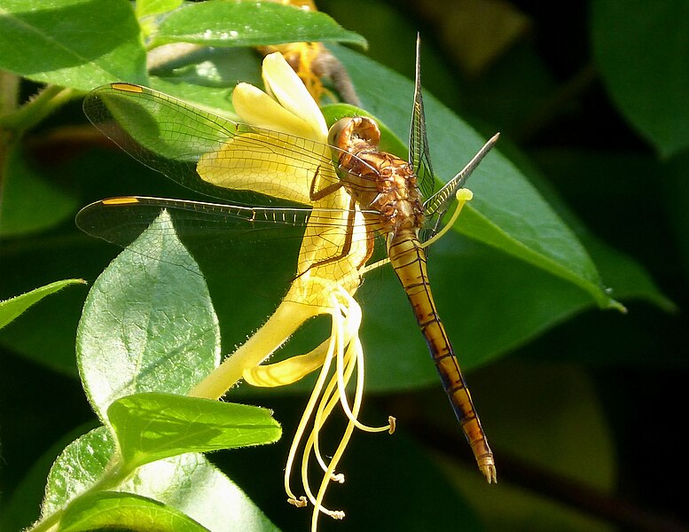 File:Keeled Skimmer female. Orthetrum coerulescens. - Flickr - gailhampshire.jpg