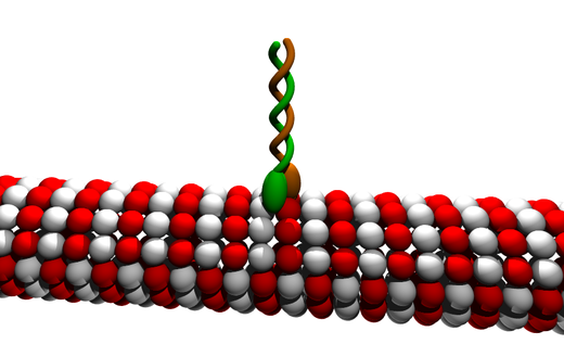 Kinesine op een microtubulus