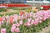 Kitajima Tulip Park 03.jpg