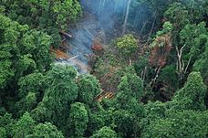 Una veduta aerea di una foresta con una macchia di alberi tagliati e fumo che sale