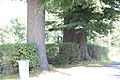 Památný strom u domů číslo popisné 25 a 269 (pohled od západu).
