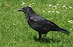 Bawdlun am Corvidae