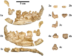 Kretzoiarctos beatrix lower jaws.png