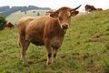 * Nomination A young cow in Lower Saxonia --Verum 15:17, 4 August 2016 (UTC) * Promotion Good quality. --Ermell 18:27, 4 August 2016 (UTC)