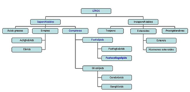 https://upload.wikimedia.org/wikipedia/commons/thumb/7/71/LIPIDS.jpg/640px-LIPIDS.jpg