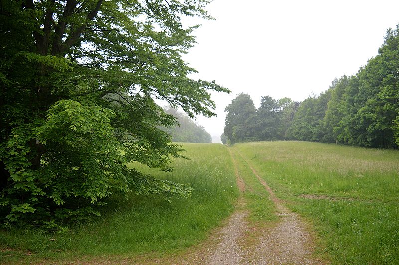 File:LSG Waldgürtel zwischen Salzgitter-Osterlinde und Salzgitter-Bad (Salzgitterscher Höhenzug) - Am kleinen Vorberg (1).jpg