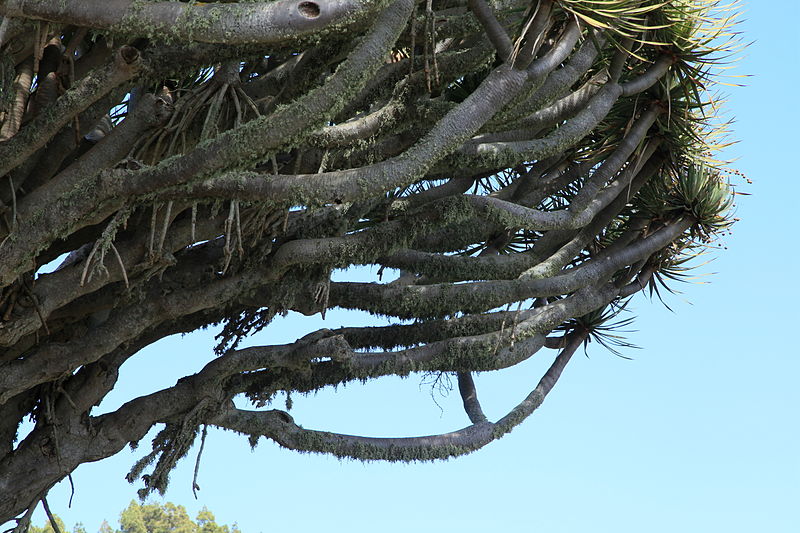 File:La Palma - Puntagorda - El Roque - LP-1 - Mirador de los Dragos - Dracaena drago 05 ies.jpg