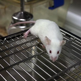 Mice are the most commonly used mammal species for live animal research. Such research is sometimes described as vivisection.
