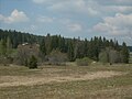 Vue sur le bosquet de la tourbière nord du lac.