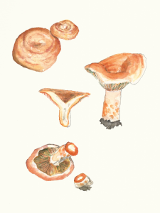 Lactarius deliciosus