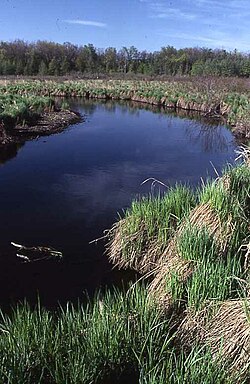 Močvara Lakeville.jpg